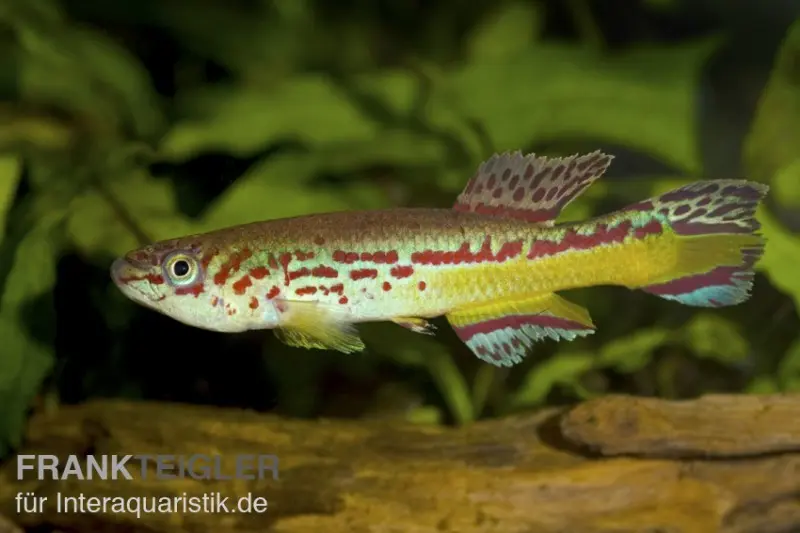 killi d’Amiet, Aphyosemion amieti (Fundulopanchax)