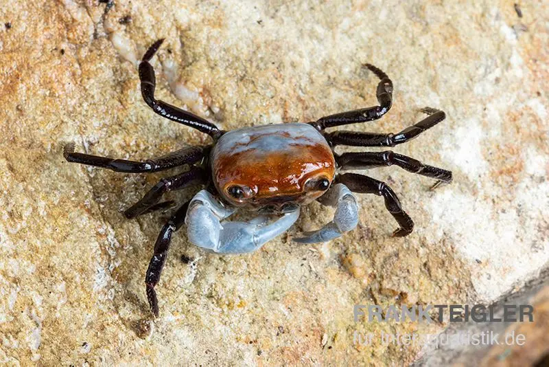 Crabe terrestre porcelaine, Lepidothelphusa sp.
