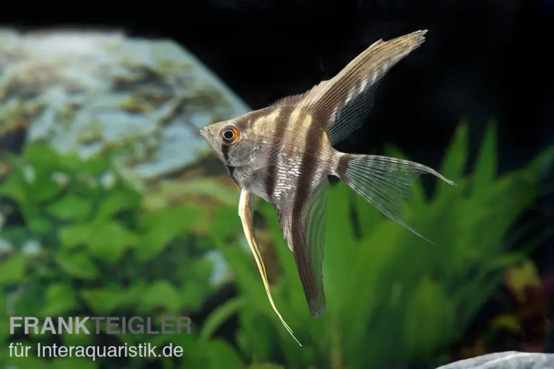 Scalaire zèbre, Pterophyllum scalare