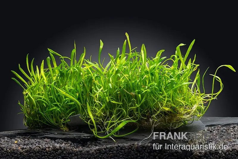 Plante gazonnante brésilienne, Lilaeopsis brasiliensis, Stretch-Pad, 3x18 cm