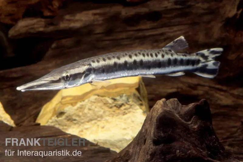 Hechtsalmler tacheté, Boulengerella maculata