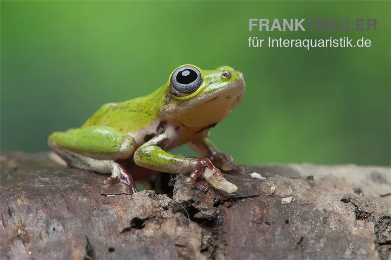 Grenouille roseau verte, Hyperolius fusciventris