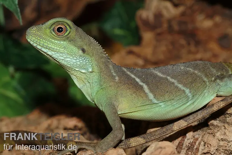 Agame d’eau verte, Physignathus cocincinus, sélection aléatoire