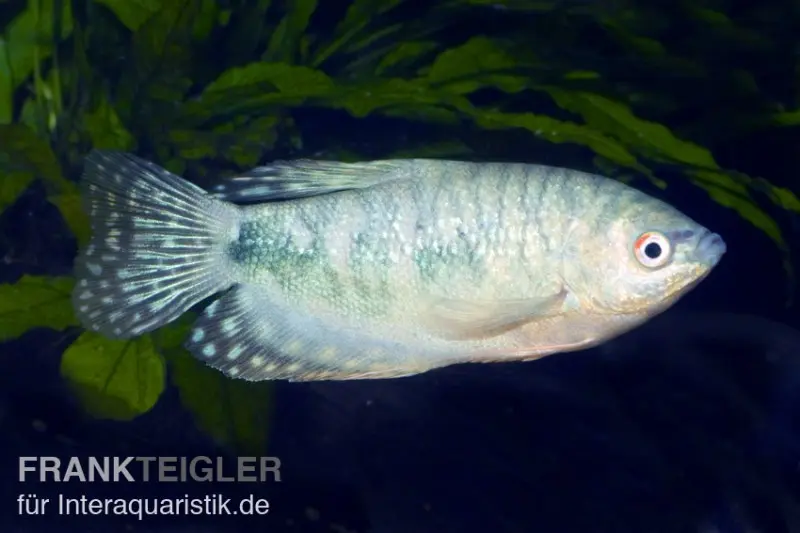Gourami bleu, Trichogaster trichopterus, élevage allemand