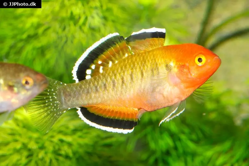Gobie impériale, Hypseleotris compressa, 4-5 cm