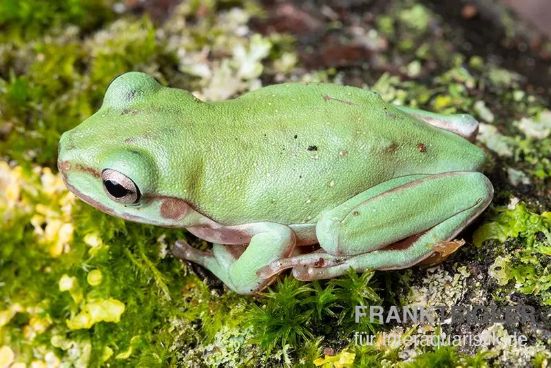 Rainette australienne à doigts coralliens Snowflake, Litoria caerulea Snowflake