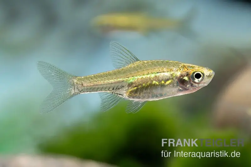 Rasbora Horadandia, Horadandia brittani