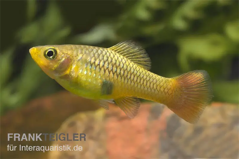 Platy perroquet, Xiphophorus variatus