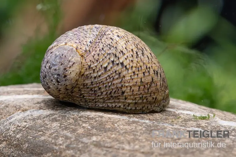 Escargot néritine marbré de Taïwan, Neritina sp. marmor