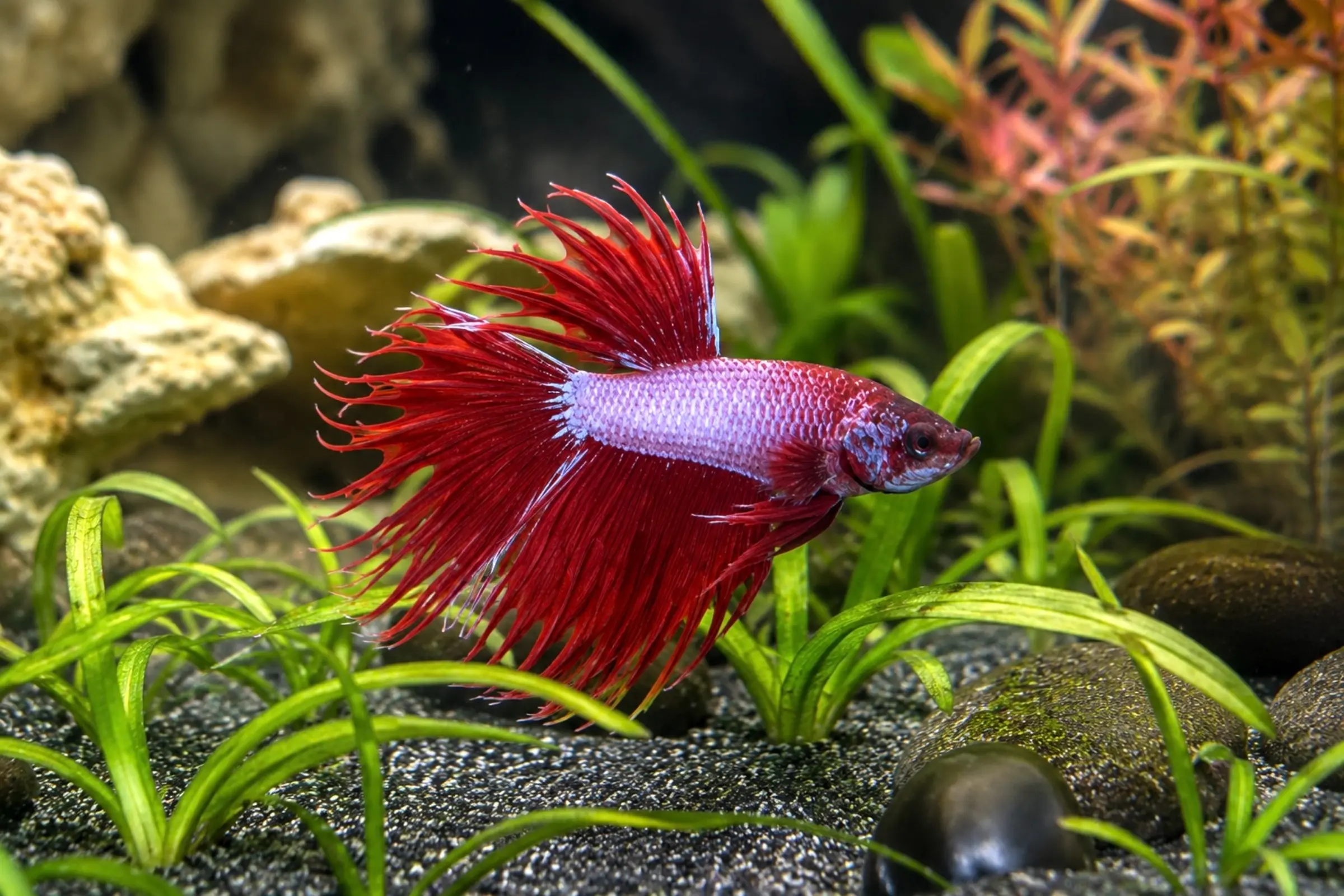 Combattant du Siam « Crowntail Pink-Violet », mâle, Betta splendens, env. 4,0–6,0 cm