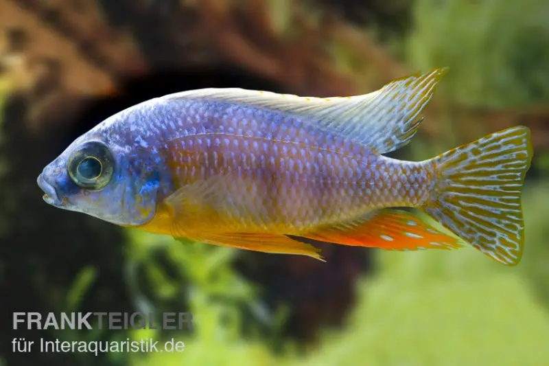Cichlidé Taiwan Reef, Protomelas steveni « Taiwan Reef »