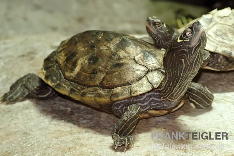 Tortue bosselée du Mississippi, Graptemys kohnii FZ