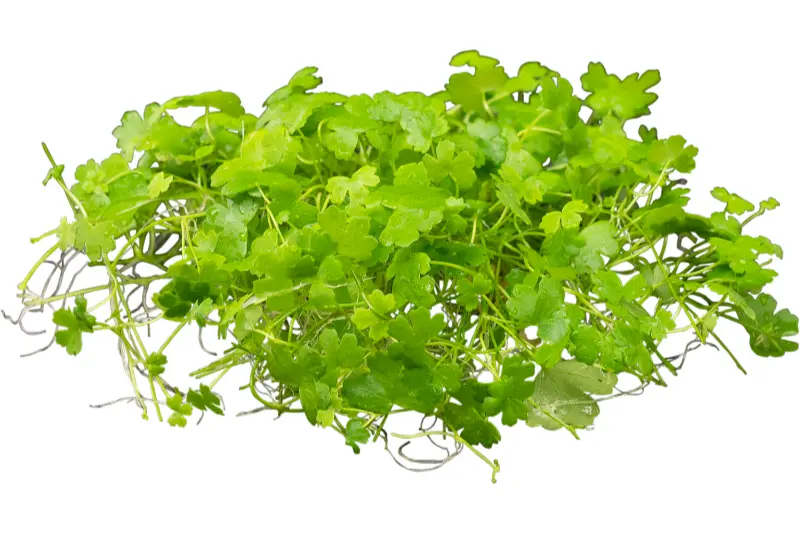 Hydrocotyle du Japon, Hydrocotyle cf. tripartita (H. sp. "Japan"), en pot