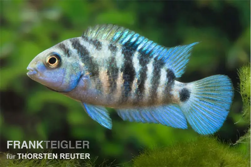 Cichlidé zébré « Honduras red point », Cryptoheros nigrofasciatus