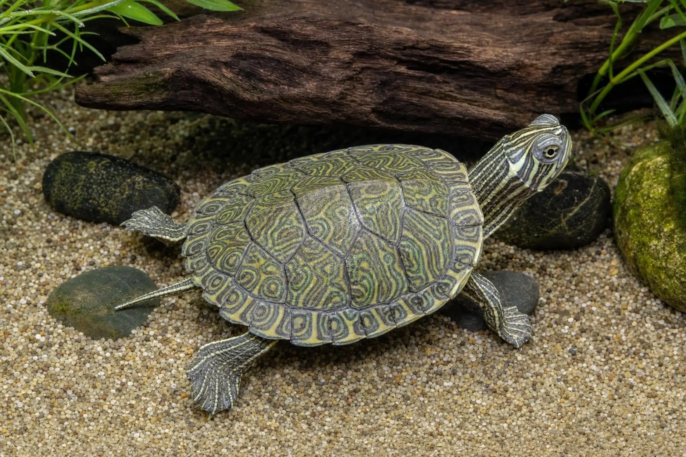 Tortue aquatique hiéroglyphique, Pseudemys c. hieroglyphica