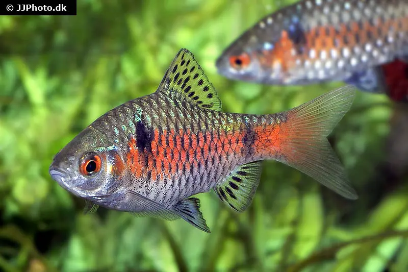 Barbus rubis, Puntius ticto (barbus à deux points)