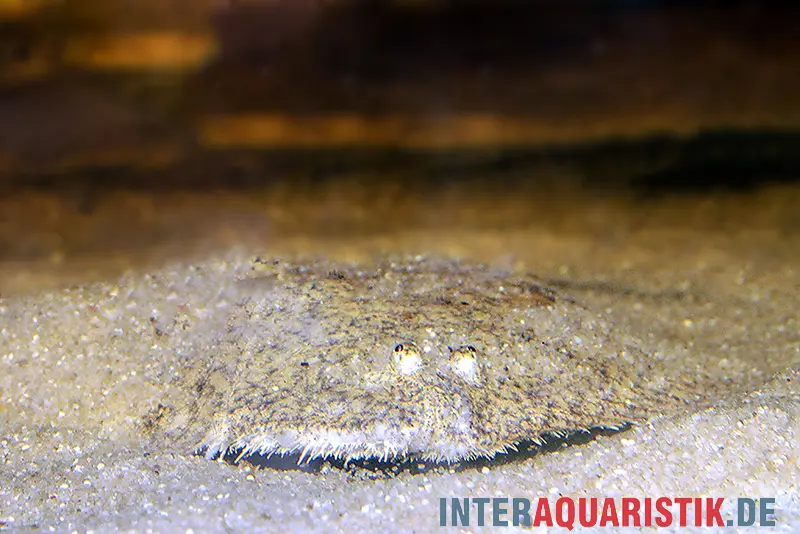 Sole d’eau douce du Pérou, Hypoclinemus mentalis, 10-12 cm