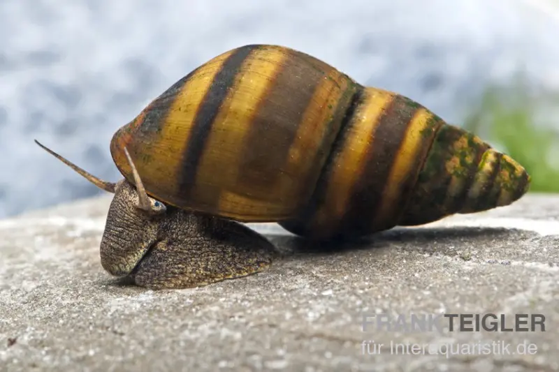 Escargot mélanie strié, Brotia dautzenbergiana