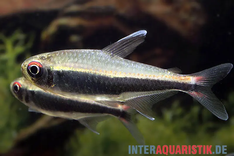 Tétra du Pérou, Hyphessobrycon peruvianus