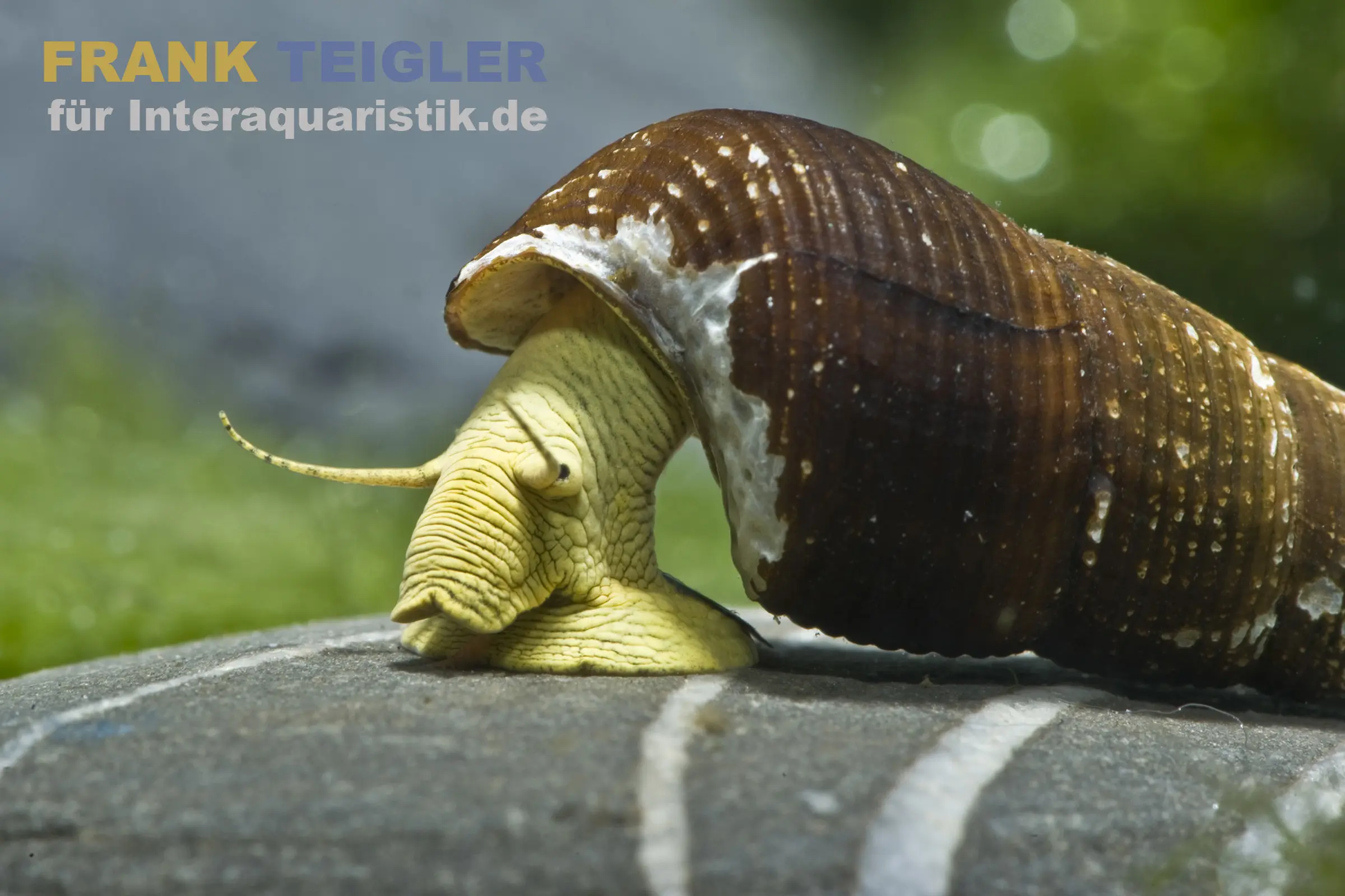 Escargot perlé jaune, Tylomelania sarasinorum