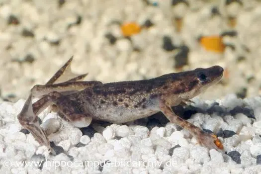 Grenouille naine à griffes, Hymenochirus boettgeri