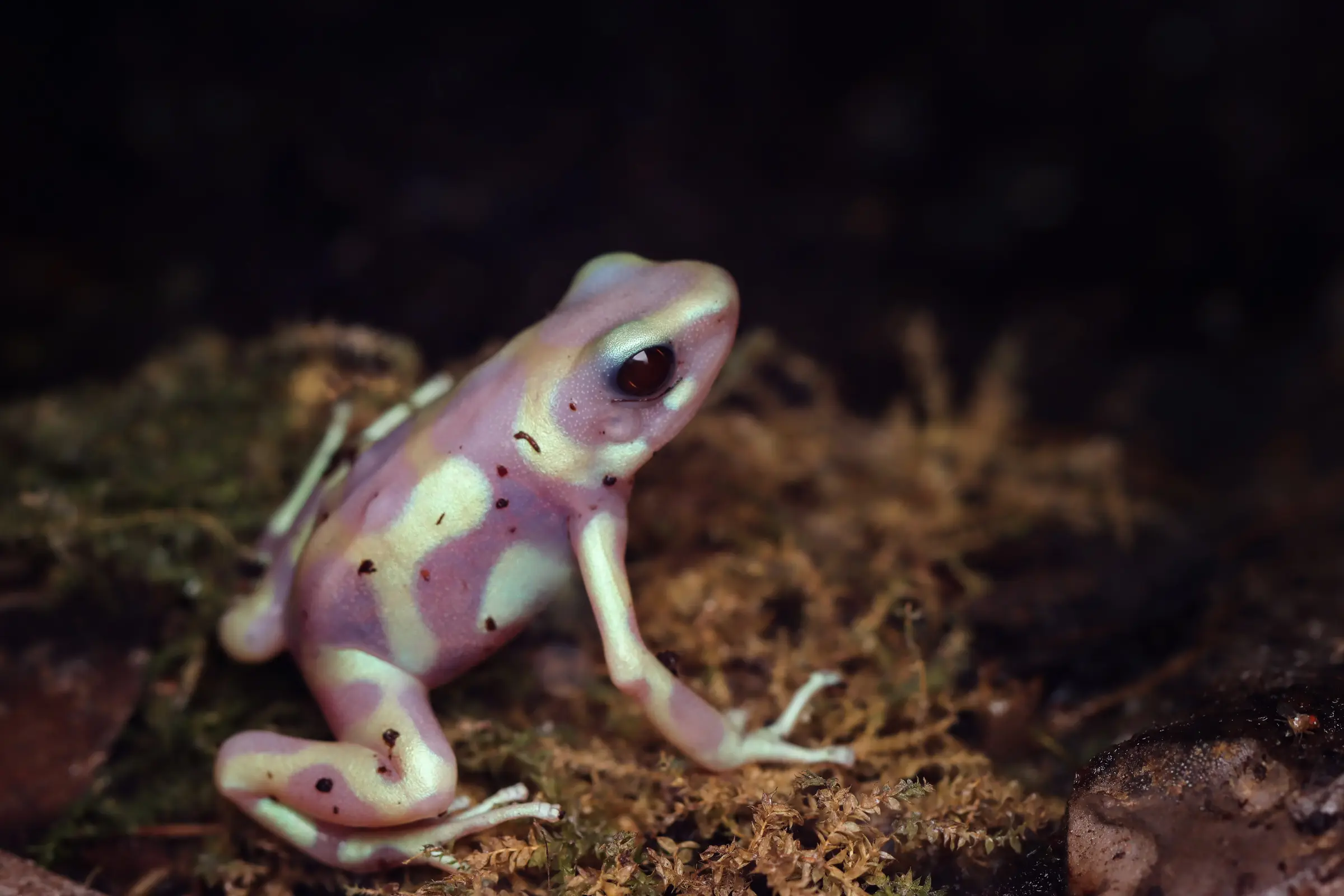 Dendrobate à flèches vert albinos, Dendrobates auratus Albino