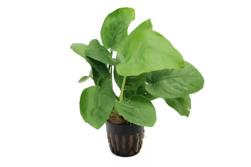 Anubias à larges feuilles, Anubias barteri, pot XXL, plante mère