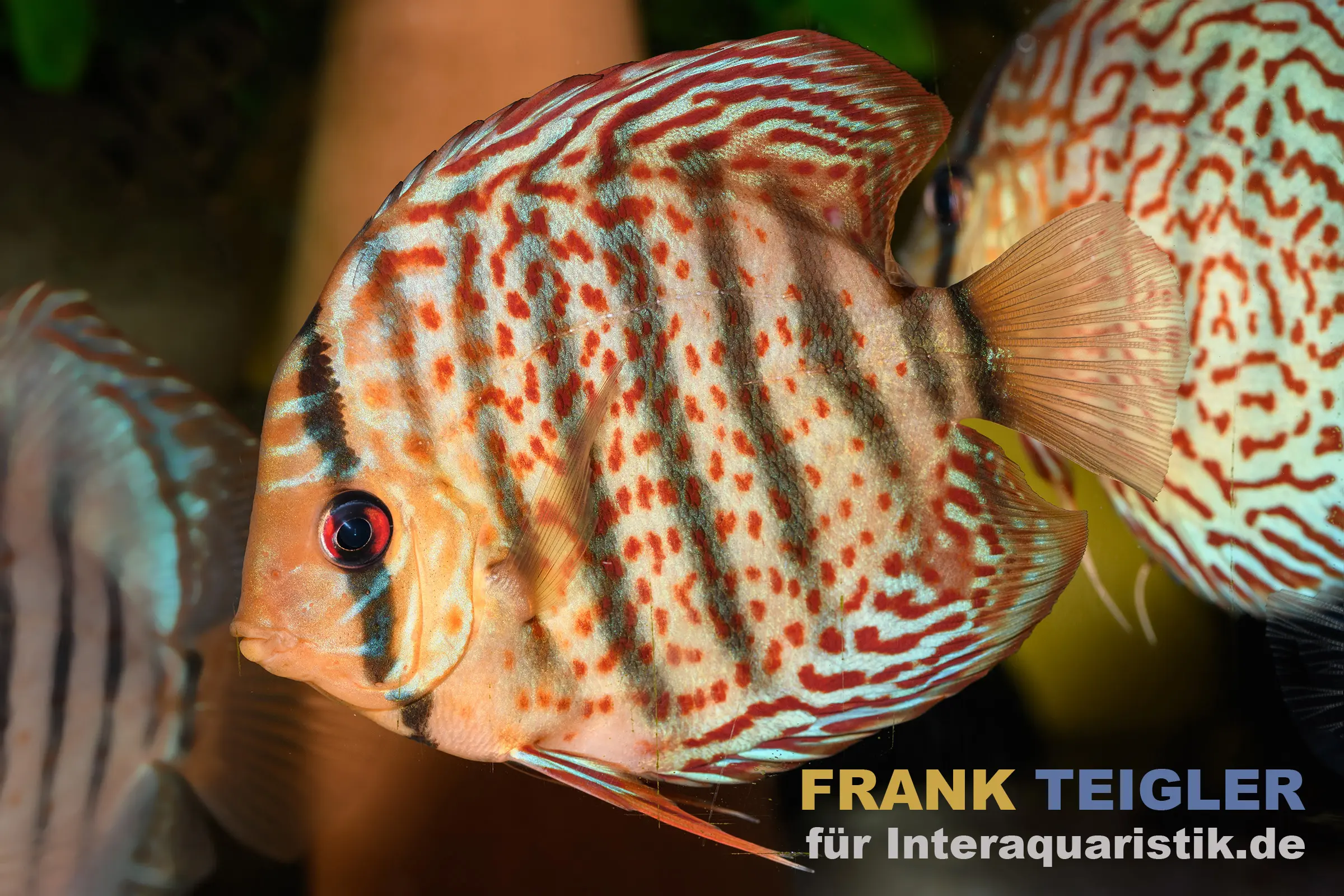 Discus vert TEFE, Symphysodon aequifasciatus Tefe, WF, 14-17 cm