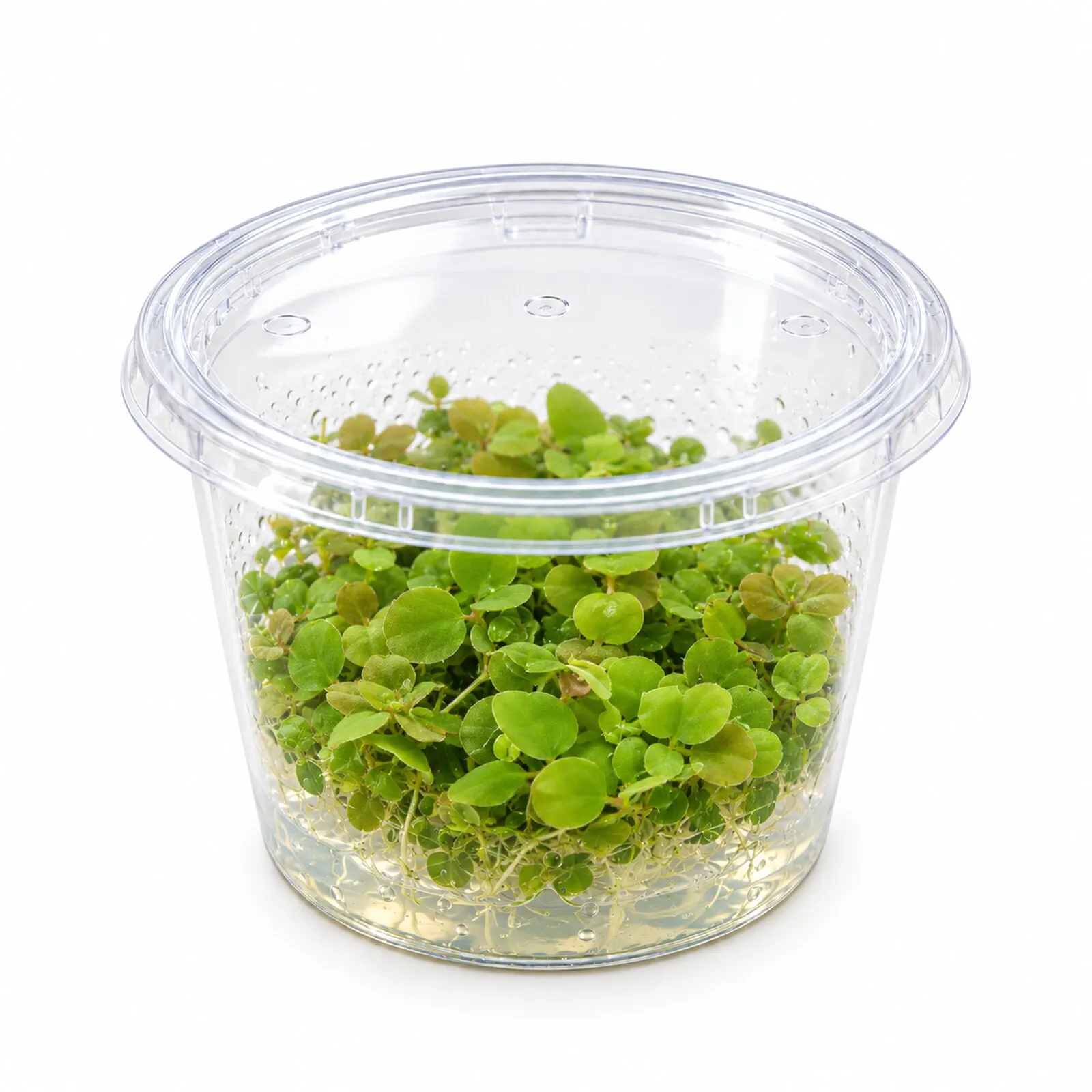 Euphorbe aquatique, Phyllanthus fluitans, in vitro