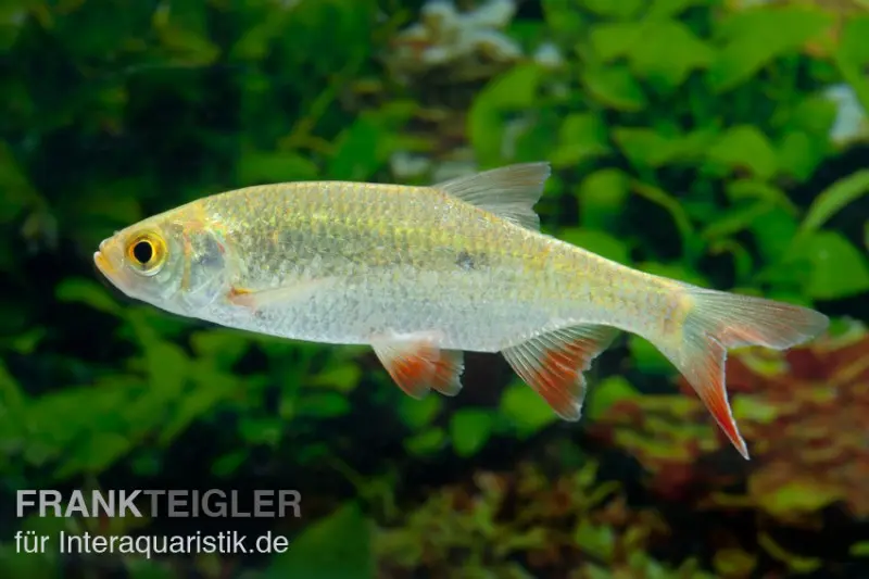 Rotengle doré, Scardinius erythrophthalmus, 7-10 cm (eau froide)