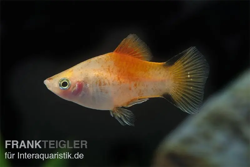 Platy Comète jaune, Xiphophorus maculatus