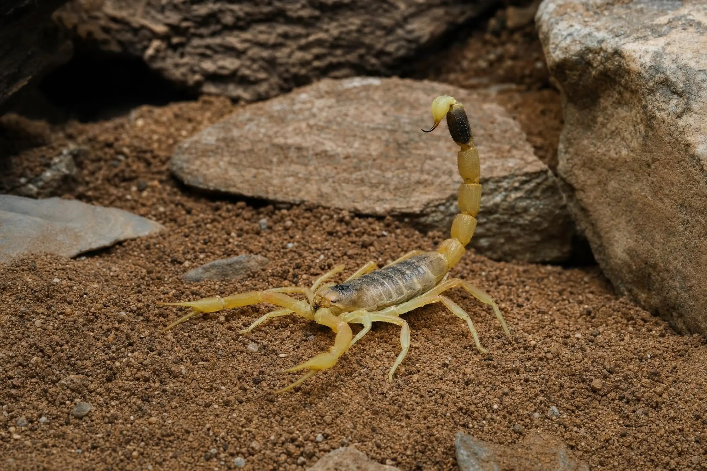 Scorpion jaune de Méditerranée, Leiurus quinquestriatus