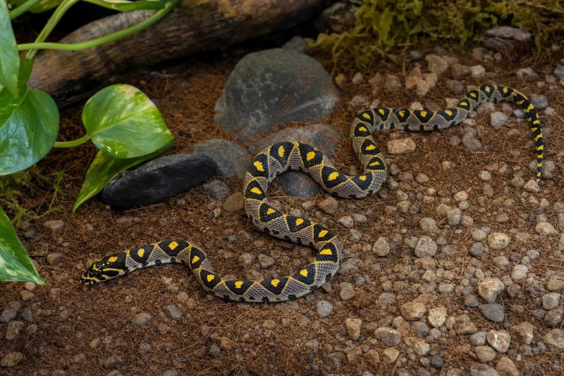 Couleuvre mandarine, Euprepiophis mandarinus