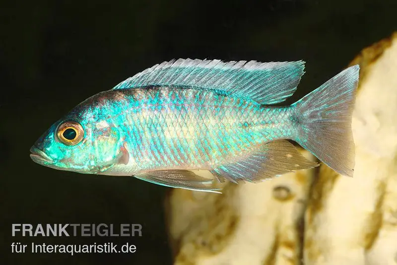 Aulonocara bleu turquoise, Aulonocara spec. Turquoise, 7-9 cm élevage allemand
