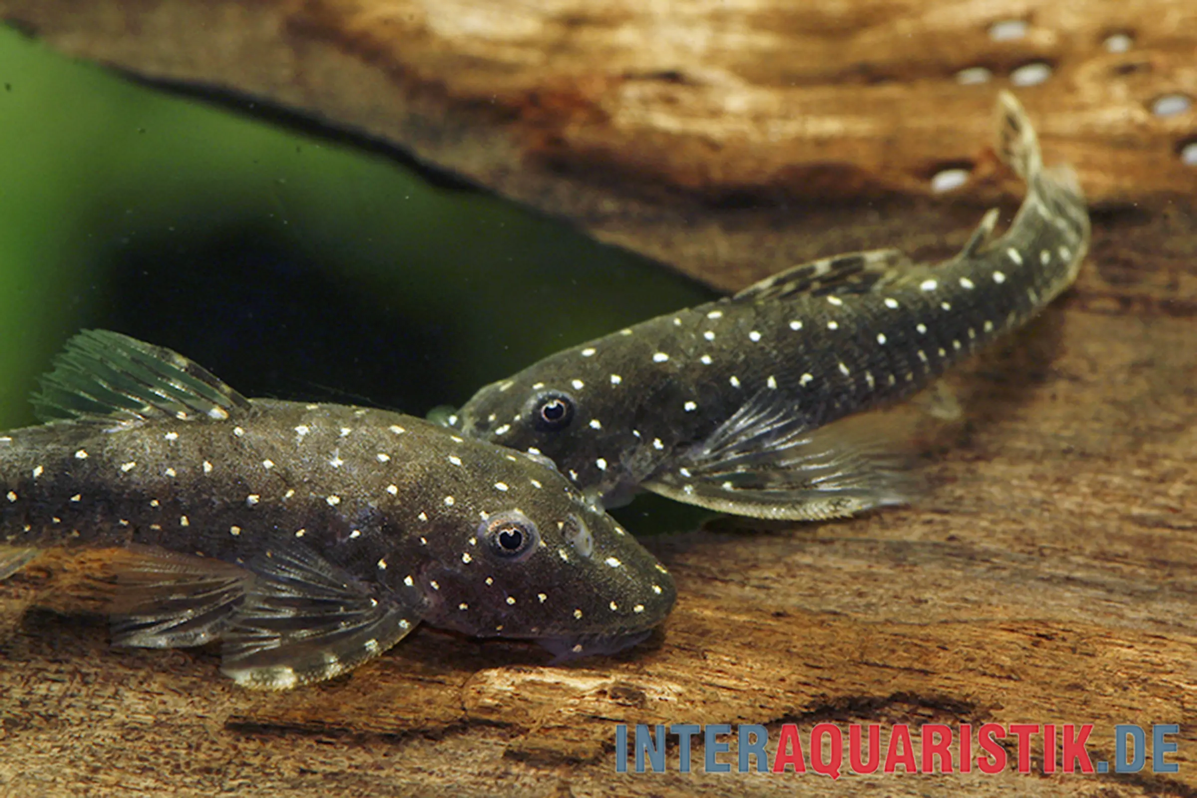 Parotocinclus à points blancs, Parotocinclus haroldoi