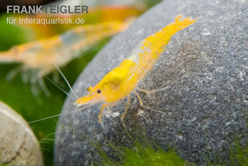 Crevette Yellow Rili, Neocaridina davidi