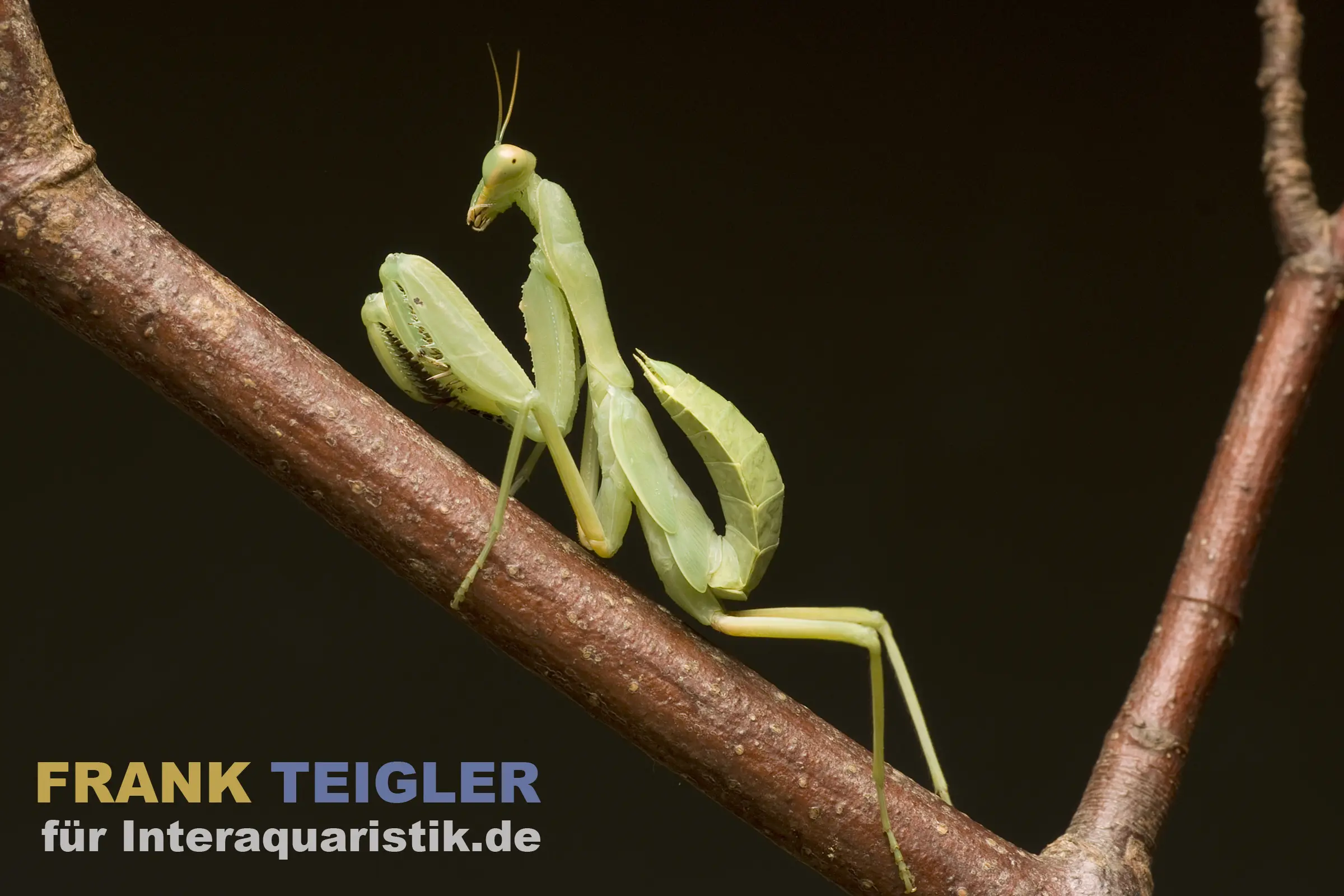 Mante asiatique géante, Hierodula patellifera