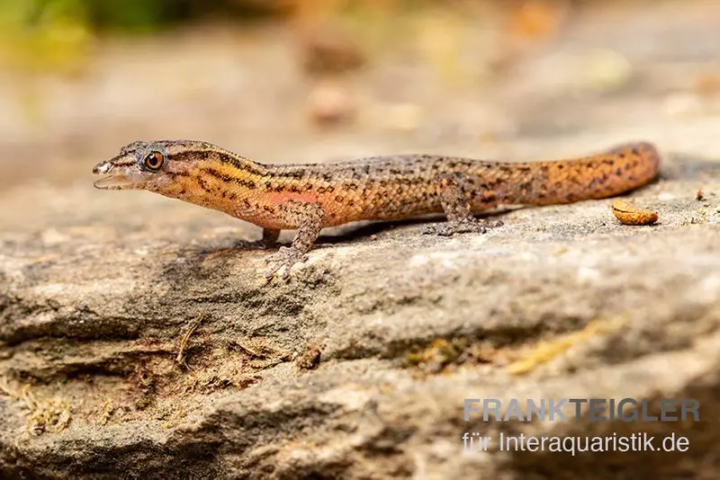 Gecko des récifs de Floride, Sphaerodactylus notatus