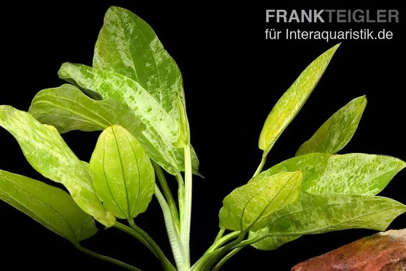 Échinodorus tacheté de blanc, Echinodorus cordifolius "Marble Queen", en pot