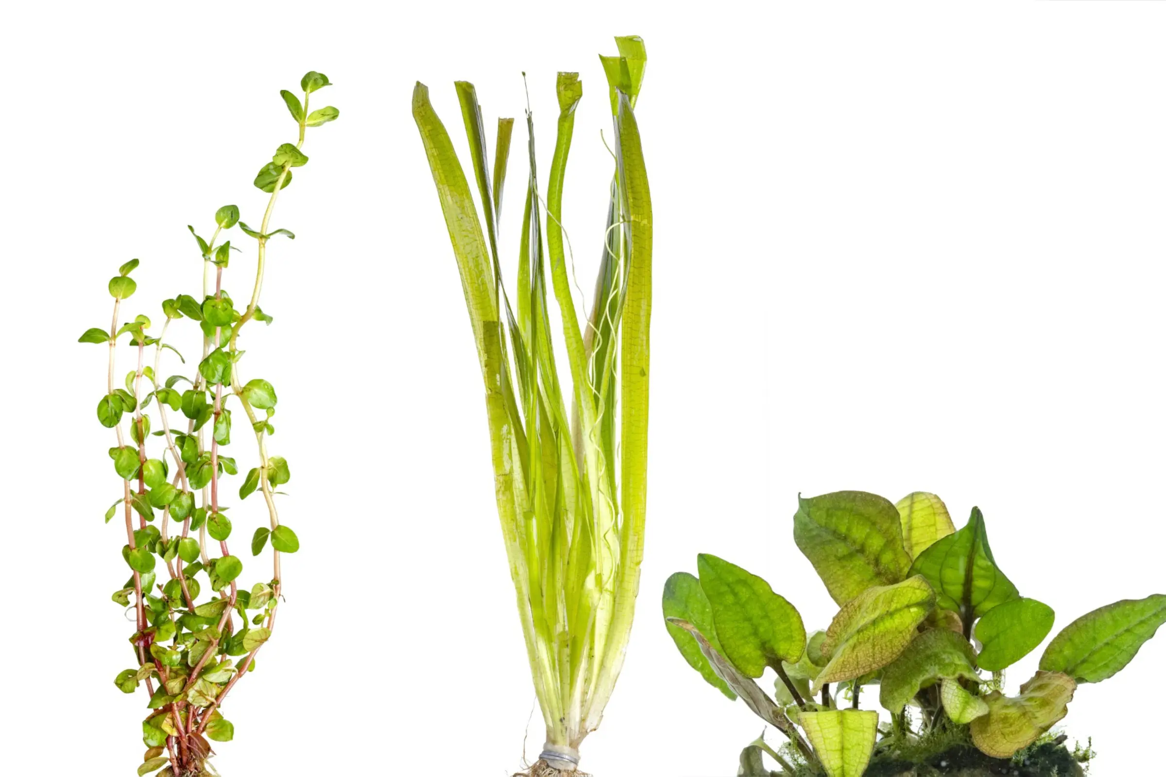 Plantes d’aquarium 2e choix, 3 pièces en mix, en pot