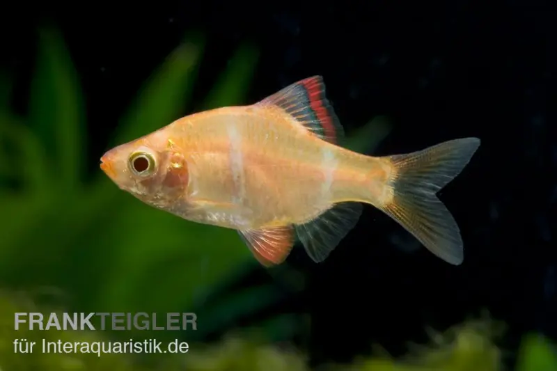 Barbus de Sumatra doré, Barbus tetrazona, DNZ (élevage allemand)