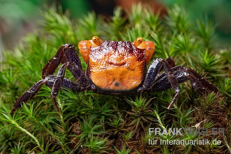 Crabe vampire Rusty, Geosesarma sp. Iron Fist