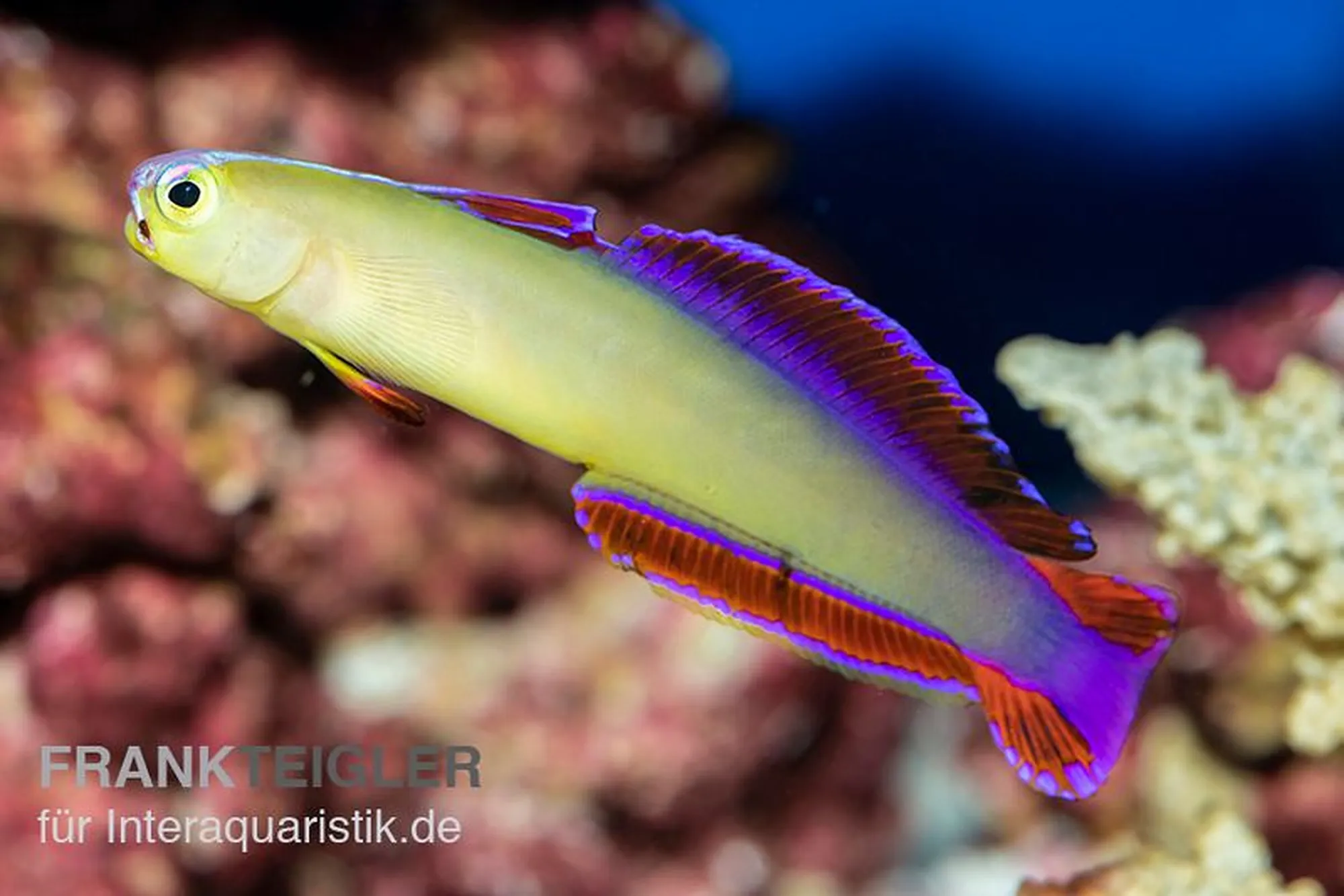 Dekor-Schwertgrundel, Nemateleotris decora
