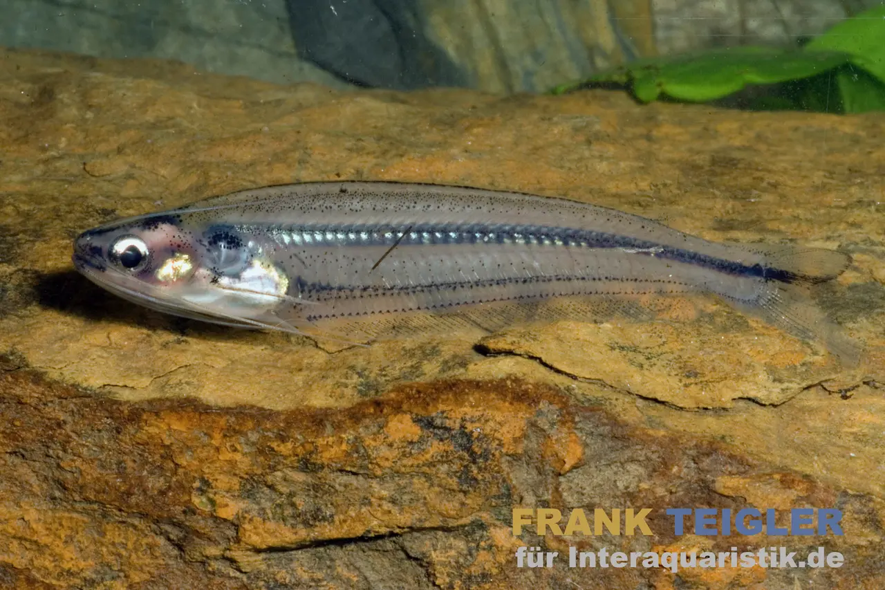 Poisson-chat de verre du Nil, Parailia pellucida, 4-5 cm