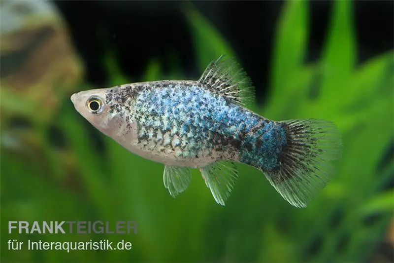 Platy calico bleu, Xiphophorus maculatus