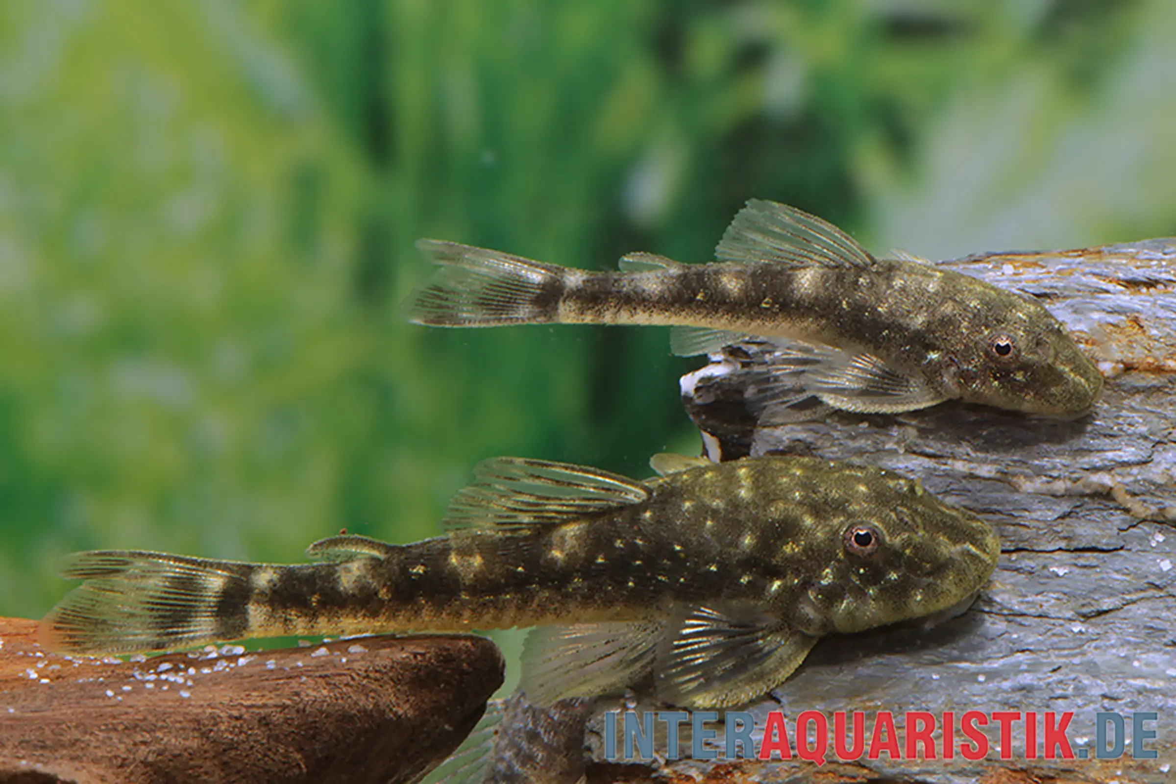 Otocinclus nain du Ceará, Parotocinclus cearensis