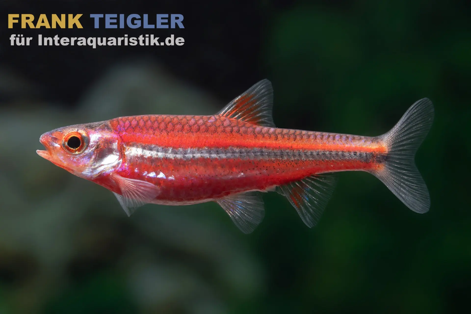 Vairon arc-en-ciel, Notropis chrosomus (eau froide & eau tempérée), élevage allemand