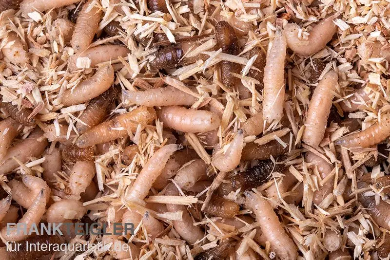 Asticots Pinky / asticots de mouche dorée, Lucillia caesar, 30 g