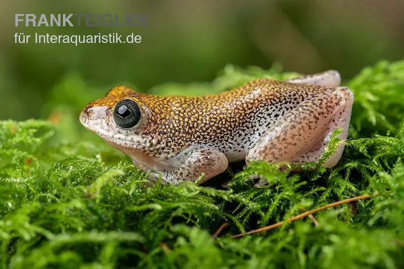 Grenouille des roseaux tacheté, Hyperolius guttulatus