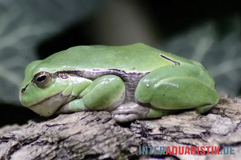 Rainette européenne, Hyla arborea